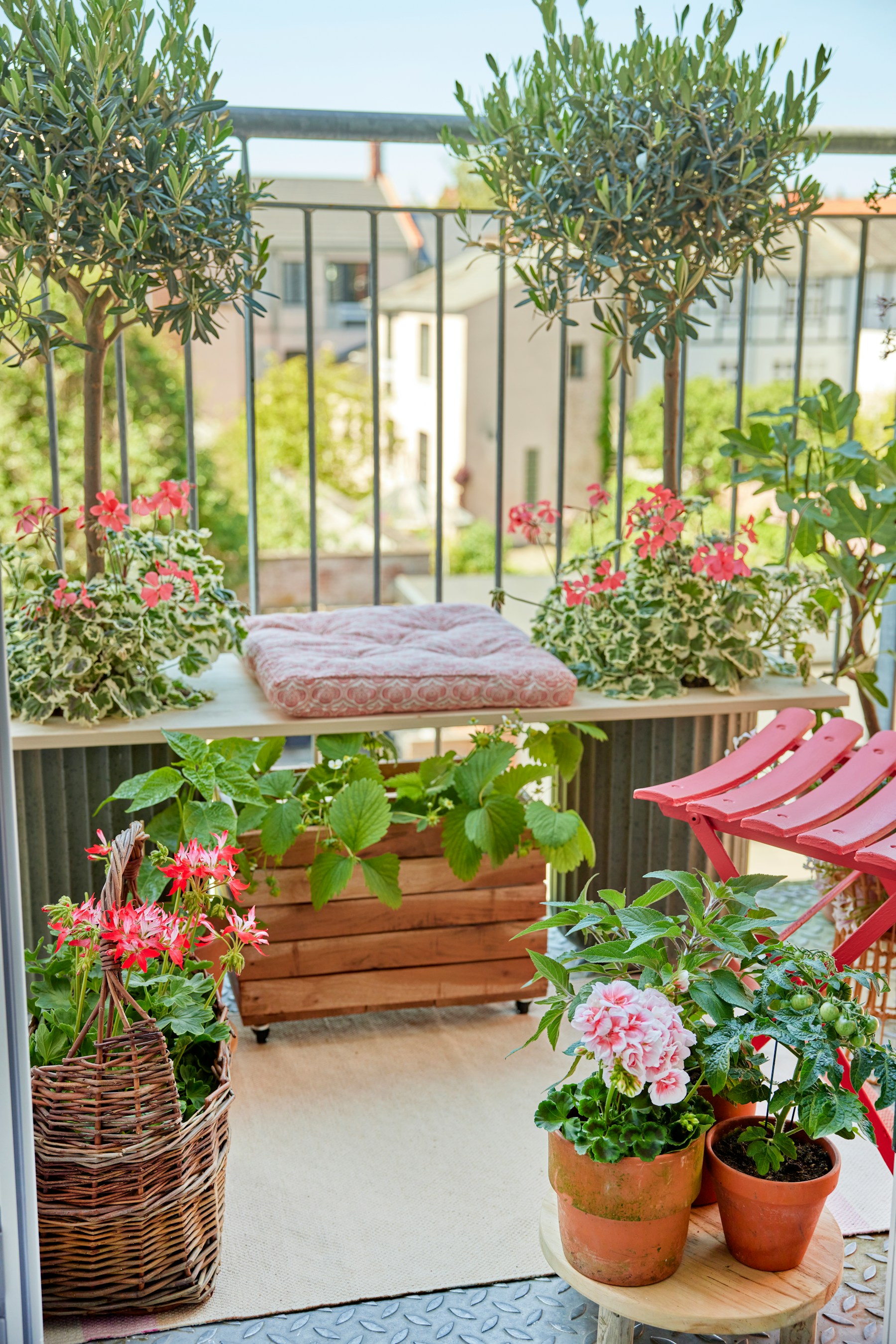 A compact balcony crowded with flowering geraniums and green leaves