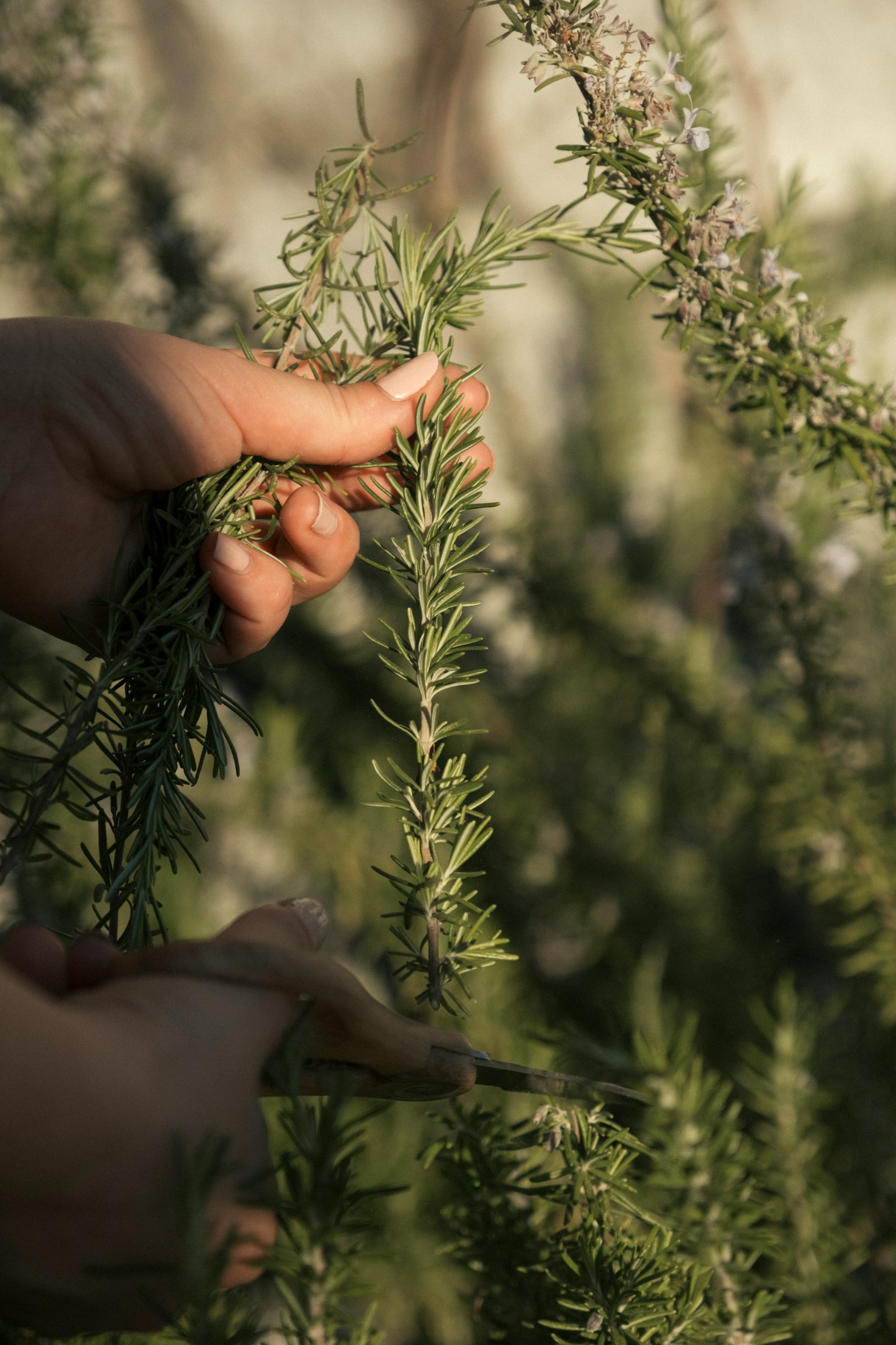 Hands cutting fresh rosemary sprigs with small scissors