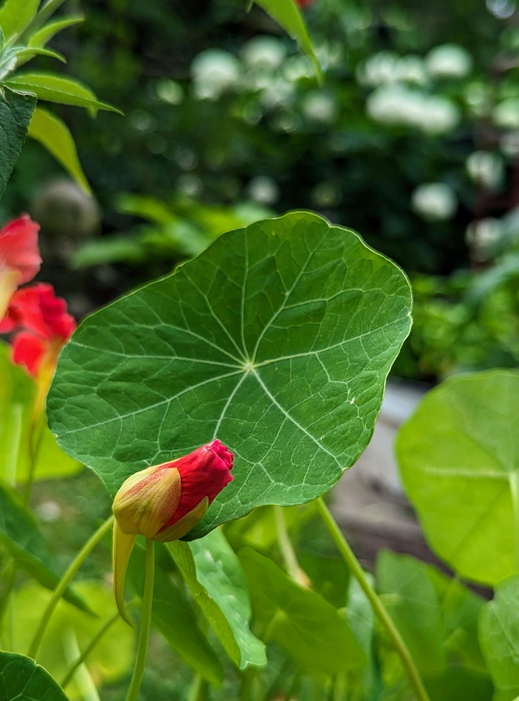 A red nasturtium flower among round blue-green leaves