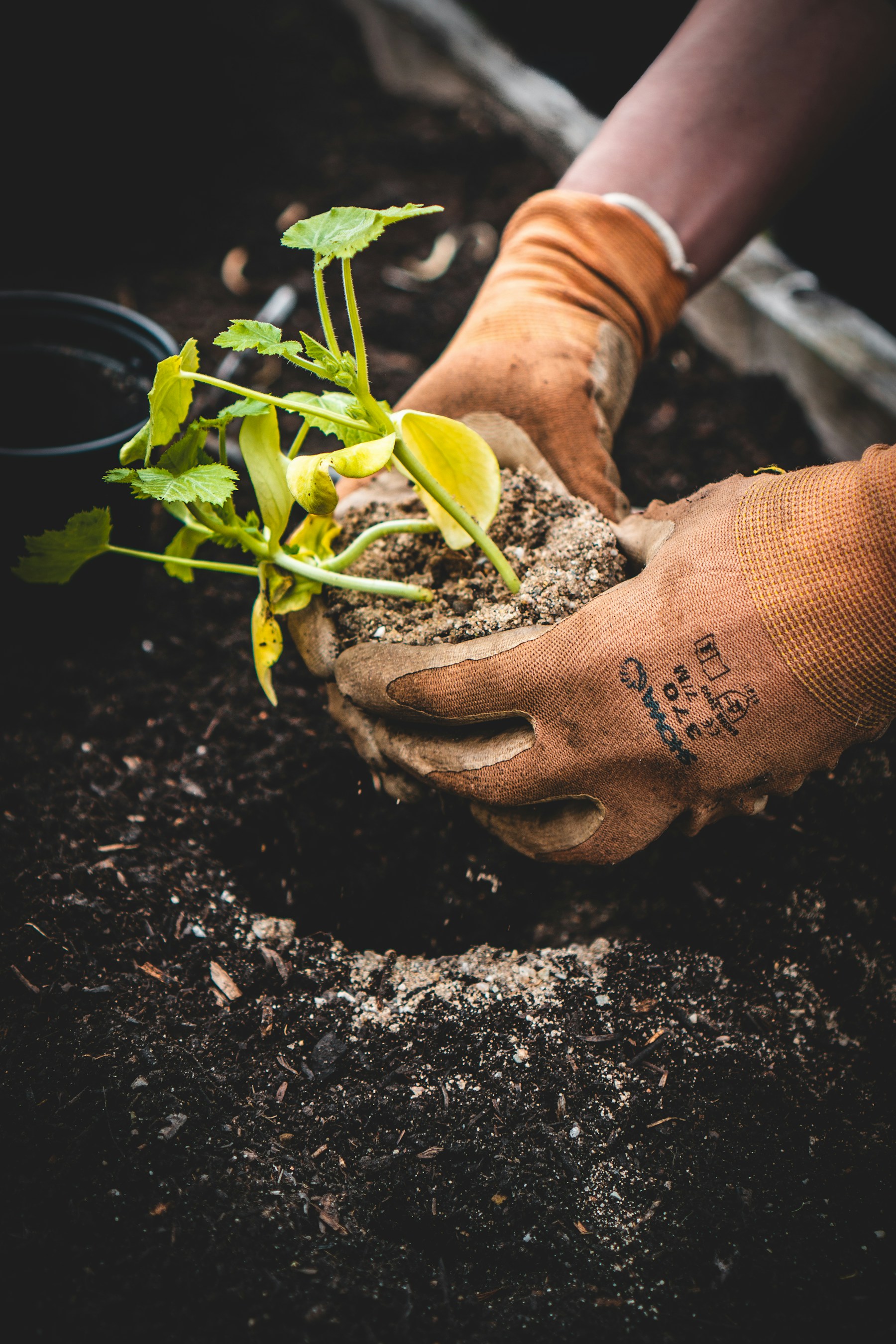 Gloved hands settling a young seedling into loose soil