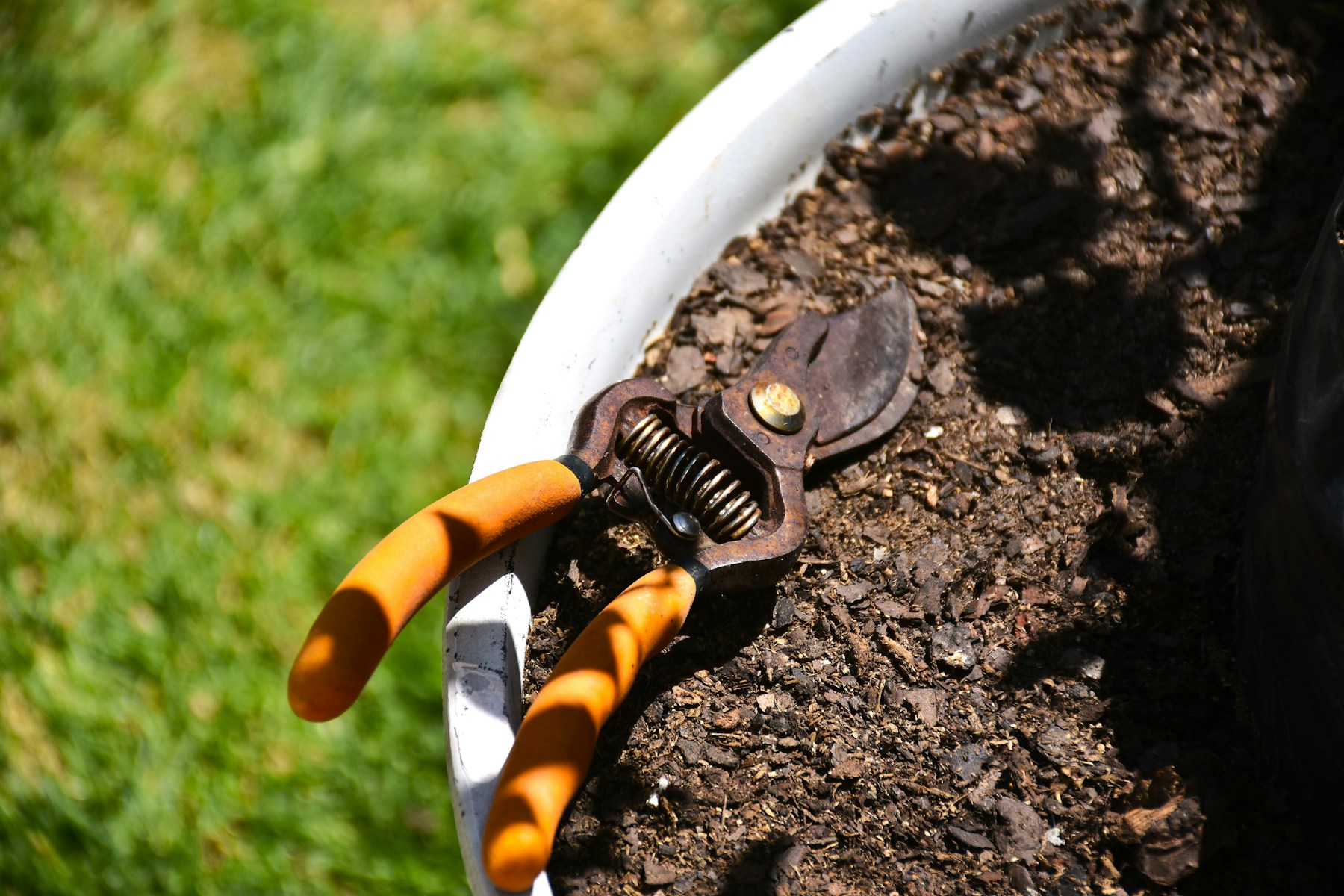 Small pruning shears resting in potting soil