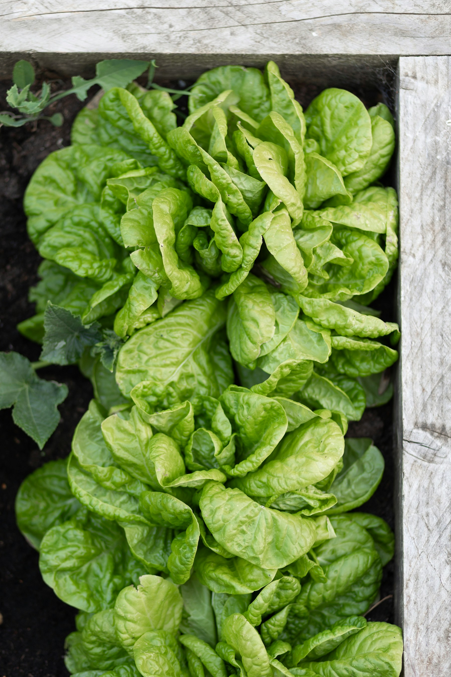 Fresh green lettuce filling a raised garden bed