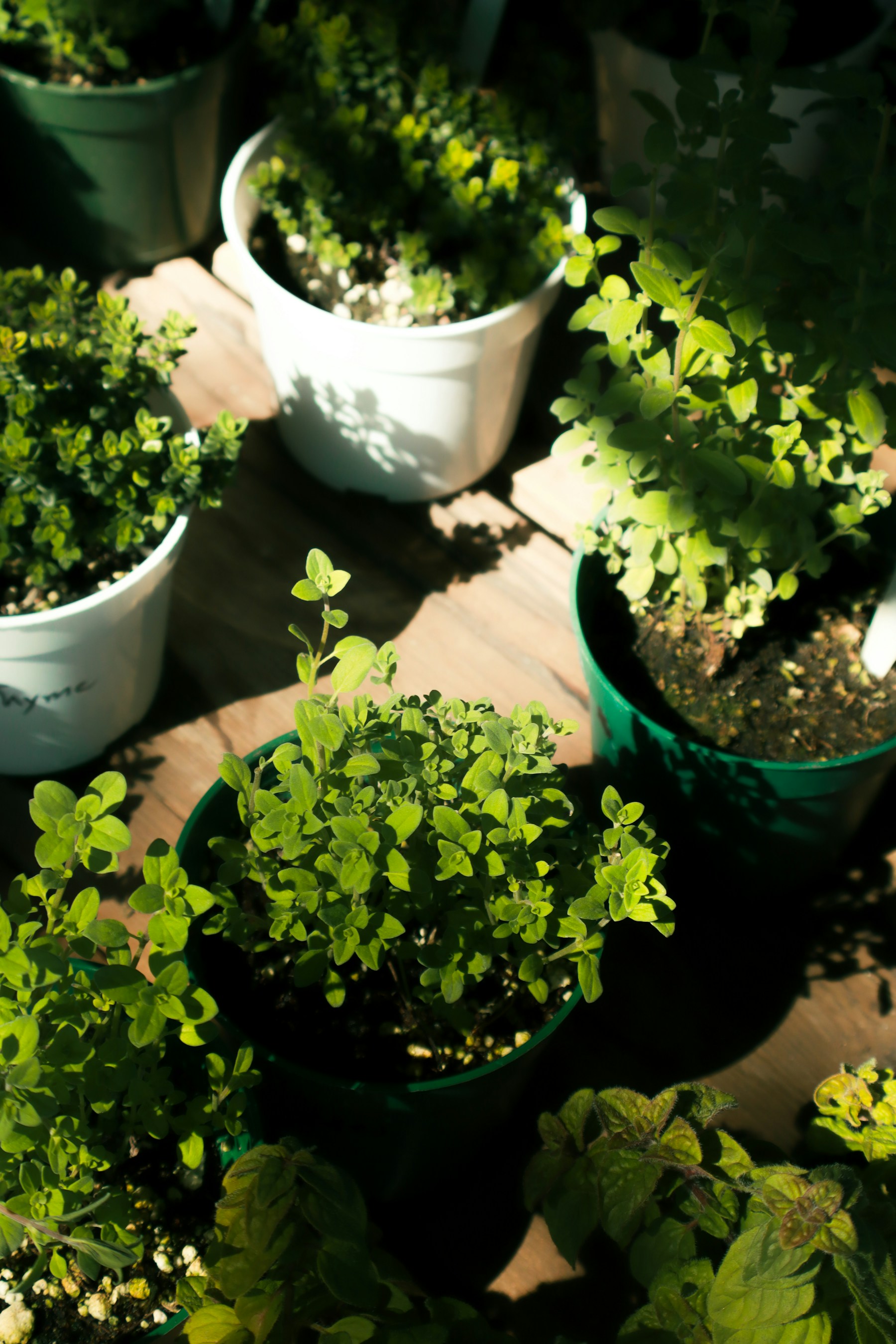 Several pots of leafy herbs in late afternoon sunlight
