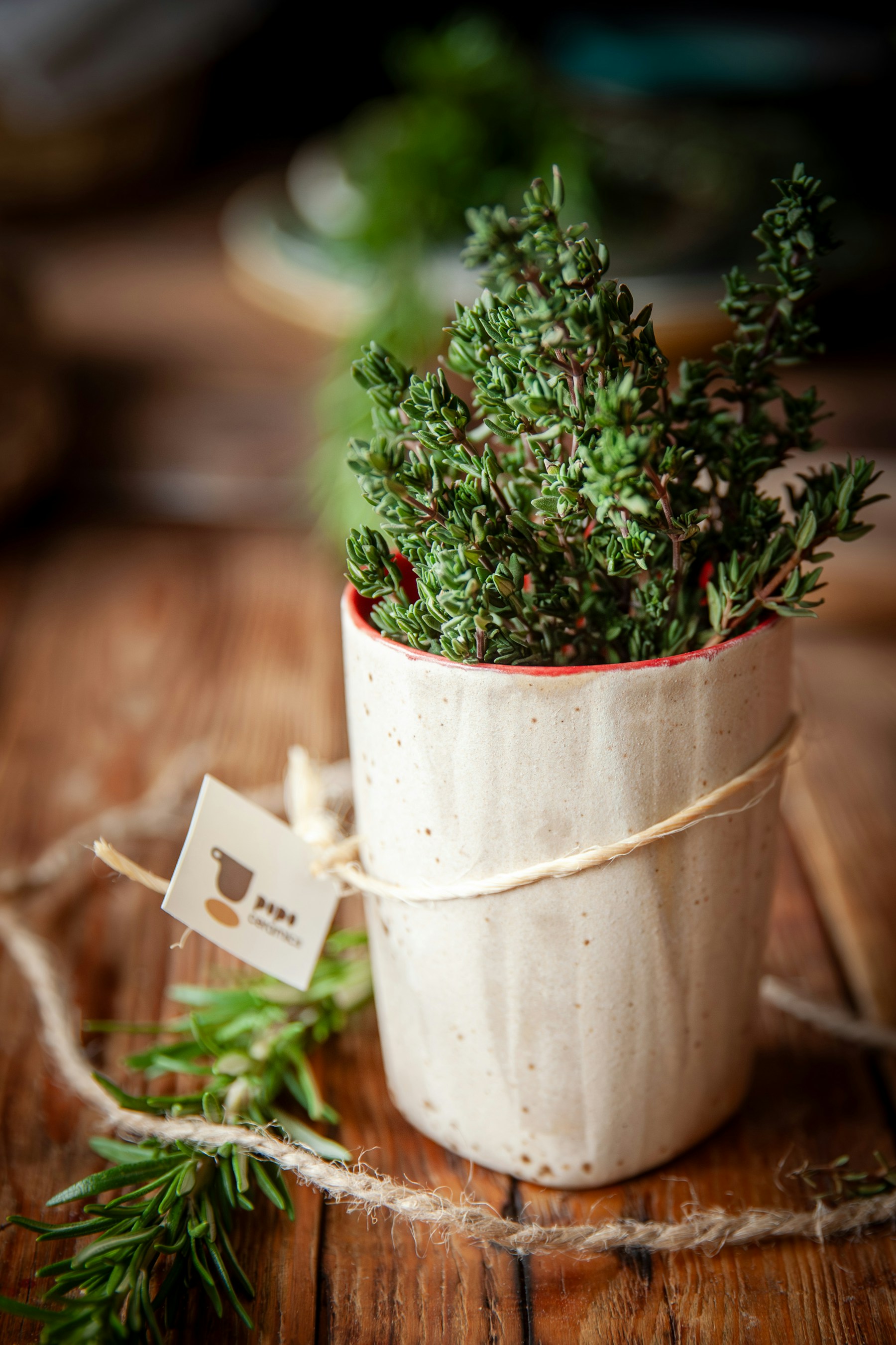 Fresh thyme growing in a small rustic ceramic pot