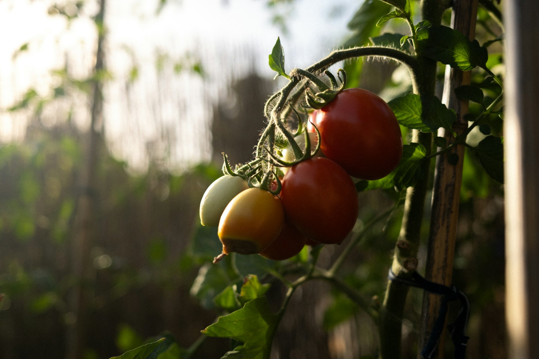 Green and ripening tomatoes hanging on a garden vine