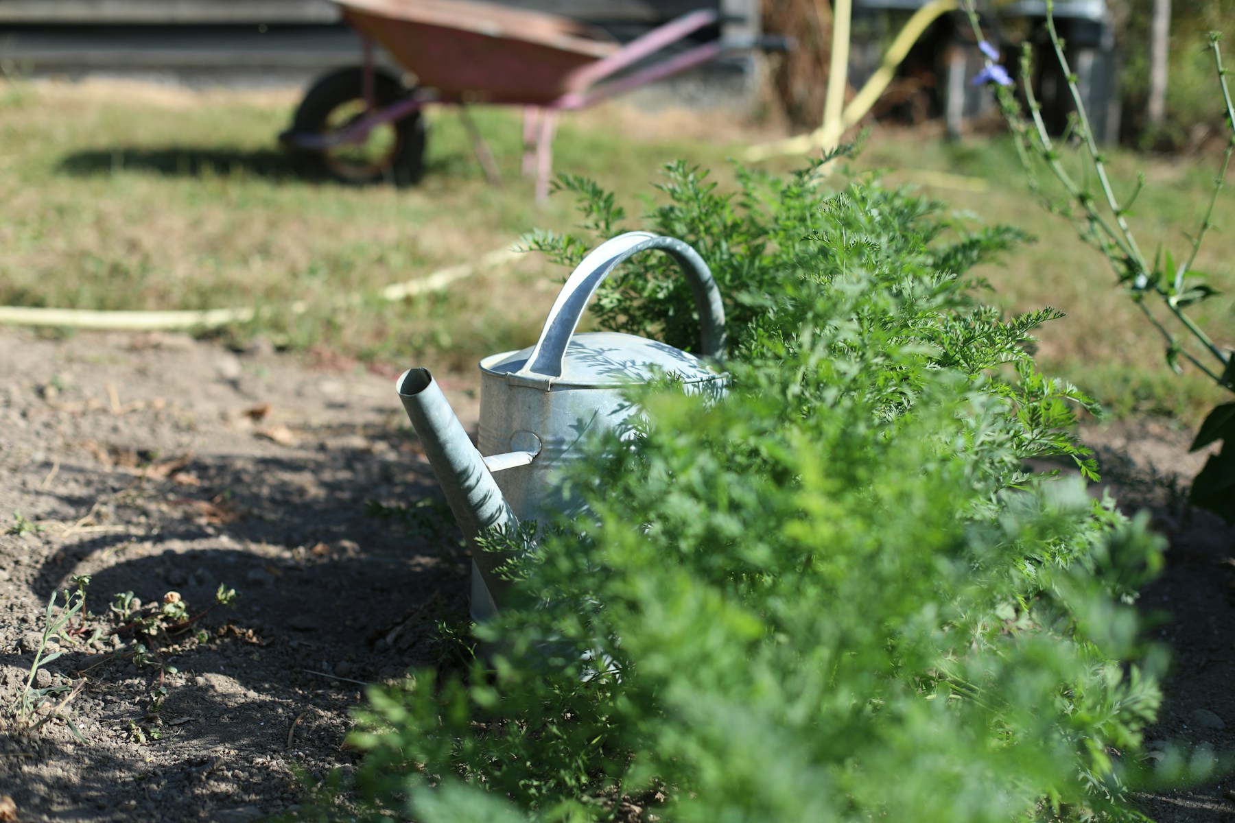 A metal watering can resting among green carrot tops